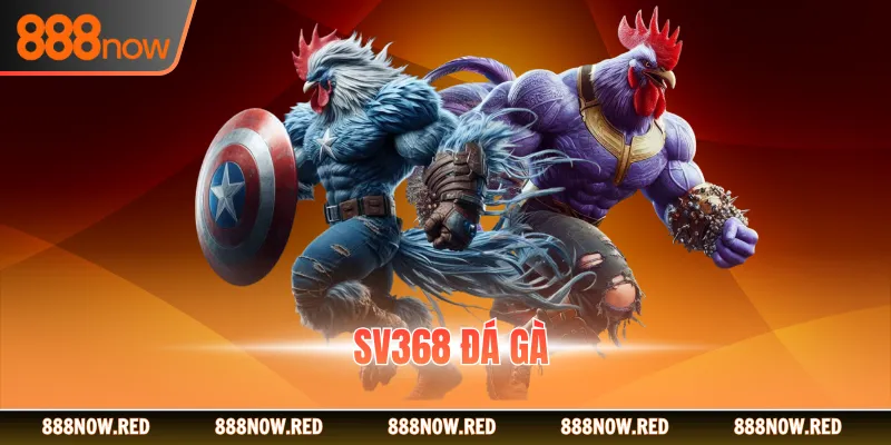 SV368 Đá Gà - Rinh Thưởng Khủng Gấp 8 Lần Cùng 888NOW
