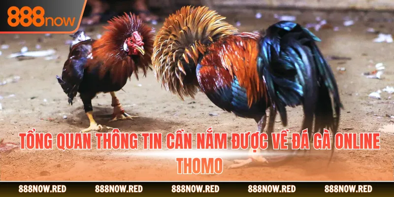 Tổng quan thông tin cần nắm được về đá gà online Thomo