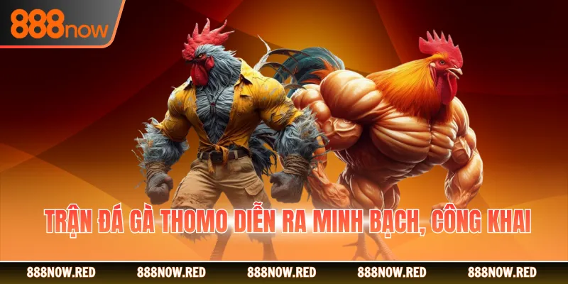 Trận đá gà Thomo diễn ra minh bạch, công khai